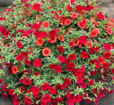 Maybe you would like to learn more about one of these? Calibrachoa Hanging Basket Calloway S Nursery