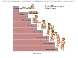 Infant Reflexes And Infant Toddlers Physical Development