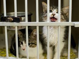 Looking for jeddah pet adoption? Got A Pest Problem In Lafayette You Can Hire A Cat News Theadvocate Com