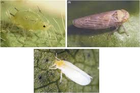 These bugs not only bite, but their kiss can spread a parasite that causes chagas disease, which can cause damage to major organs, lead to heart failure, and even be fatal. Miridae An Overview Sciencedirect Topics