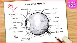 labelled diagram of human eye anatomy