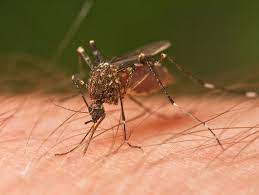 can you get hiv from a mosquito bite