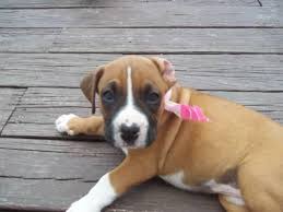 Pet service in statesville, north carolina. Boxer Puppies Forsale Fayetteville Nc