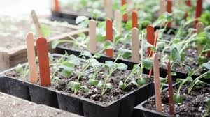 What is the best seed starter? Starting Vegetable Seeds Indoors Get A Jump On The Growing Season
