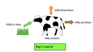 Transfer Of Biomass Gcse Biology
