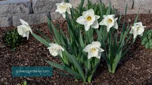 Spring Bulb Garden Design 4 Tips To