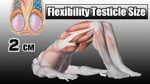 kegel exercise increase flexibility testicle size - YouTube