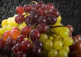 Image result for a grape vine in the rain