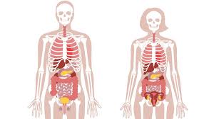 human body anatomy facts functions