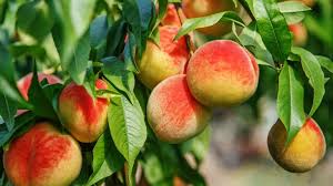 best fruit trees 10 to grow in your