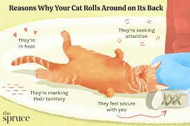why do cats roll on the ground