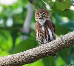 In 1997 the cactus ferruginous pygmy owl was listed as endangered. Ferruginous Pygmy Owl Glaucidium Brasilianum Birding Birdwatching Ferruginouspygmyowl Aves Lechuzas Buhos