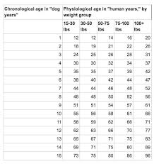 Dogs Age Conversion Chart Doberman Weight Chart By Age