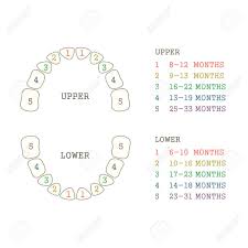 Vector Illustration Tooth Dental Chart Human Teeth