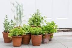 how-do-you-grow-herbs-successfully