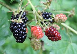 They are a native species to the united states and grow as. Blackberry Wikipedia