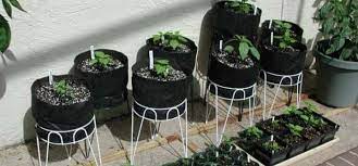 Grow Vegetables In Your Apartment