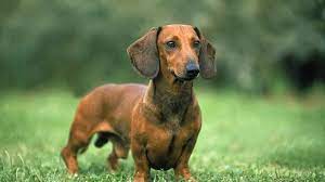 dachshund dog breed health and care petmd