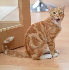 How long do bombay cats usually live for? Orange Tabby Cats Facts Personality And Genetics