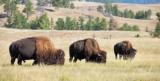 Image result for yellowstone rv camping