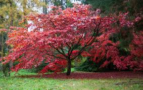 6 types of maple trees you might find