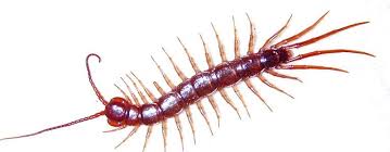 How To Get Rid Of Centipedes Do It