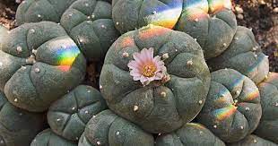 This remarkable cactus (not a mushroom) is native to the rio grande valley of texas and the northern and central mexican plateau. About A Drug Mescaline Nz Drug Foundation At The Heart Of The Matter
