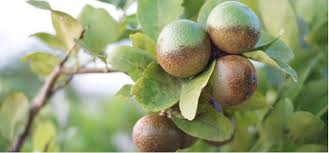 lemon tree diseases and pests with