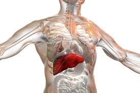 Scientists Discover a Novel Therapeutic Target To Treat Fatty Liver Disease
