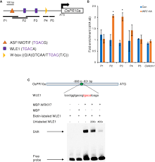 Frontiers | Sucrose preferentially promotes expression of OsWRKY7 and  OsPR10a to enhance defense response to blast fungus in rice