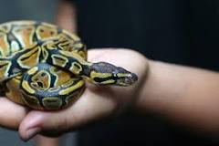 Do ball pythons get attached to their owners?