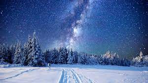 Winter Forest Night Sky Wallpaper 4K ...