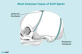 baby soft spot anatomy function