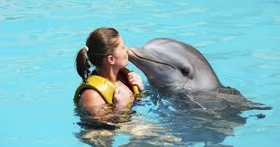 unusual therapy dolphins help to get
