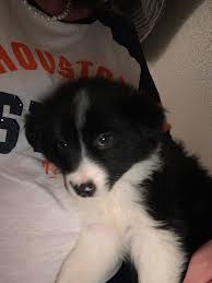 Only 2 available and it's in 7 people's carts. My 6 Week Old Border Collie Puppy Bordercollie