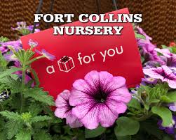 fort collins nursery learn grow bloom