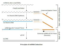 The synthesis of cdna from dna reduces the number of base pairs that should be handled during an experiment. Transscript Mirna First Strand Cdna Synthesis Supermix With Oligos At351 Civic Bioscience