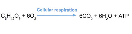 equation for cellular respiration