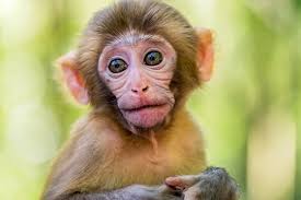 baby monkey images browse 630 599