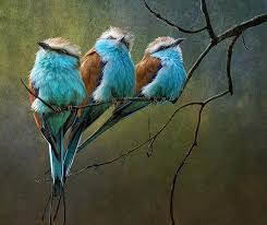Beautiful Birds Colorful Art
