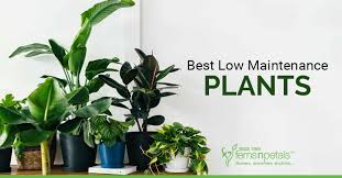 7 Best Low Maintenance Plants Fnp