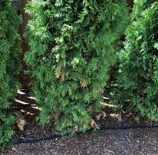 I feed mine in late winter with a quality if you see foliage drooping, or turning a lighter shade of color during dry weather, this could be a sign your plant why are the tips of the leaves on my azaleas turning brown or black? Am I Watering My New Arborvitae Correctly Ask An Expert Oregonlive Com