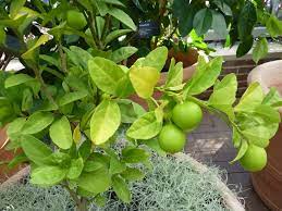 Lime Tree Care Growing Guide Plantly