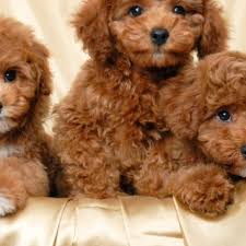 toy poodle puppies pets s