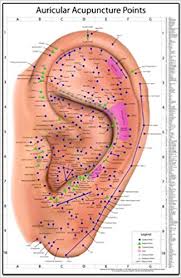 Auricular Acupuncture Points Chart Miridia Technology Inc