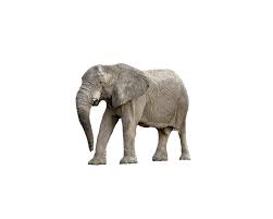 Transparent background africa logo png. Elephant Animal Africa Transparent Free Photo On Pixabay