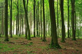 of beech wood for furniture and flooring