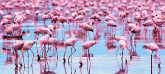 Flamingo Desktop Wallpapers - Top Free ...