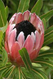 mike nelhams tresco abbey garden