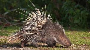 Resultado de imagem para long-tailed porcupine